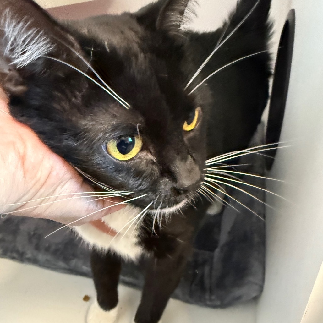 Catra