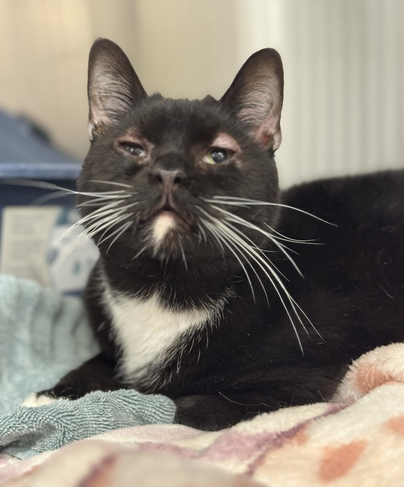 Oreo