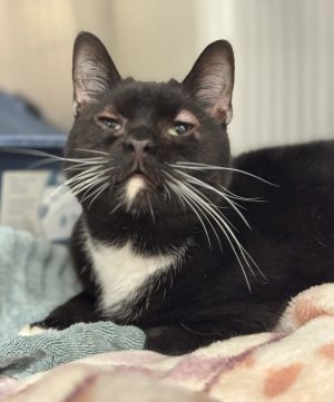 Oreo Domestic Short Hair Cat