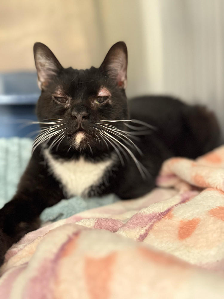 Oreo