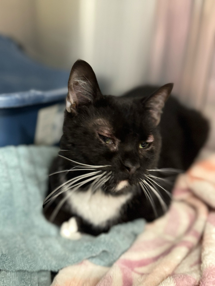 Oreo