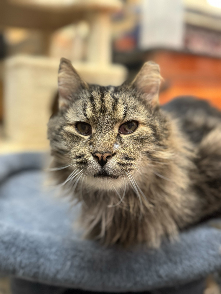 Kitty
