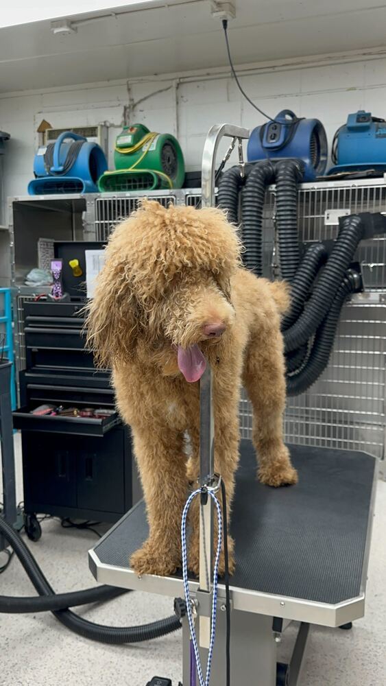 Oscar
