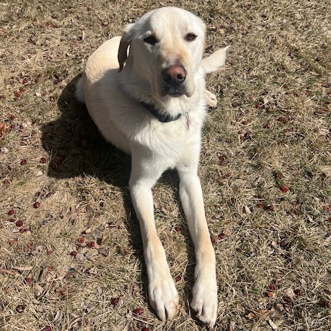 Odin