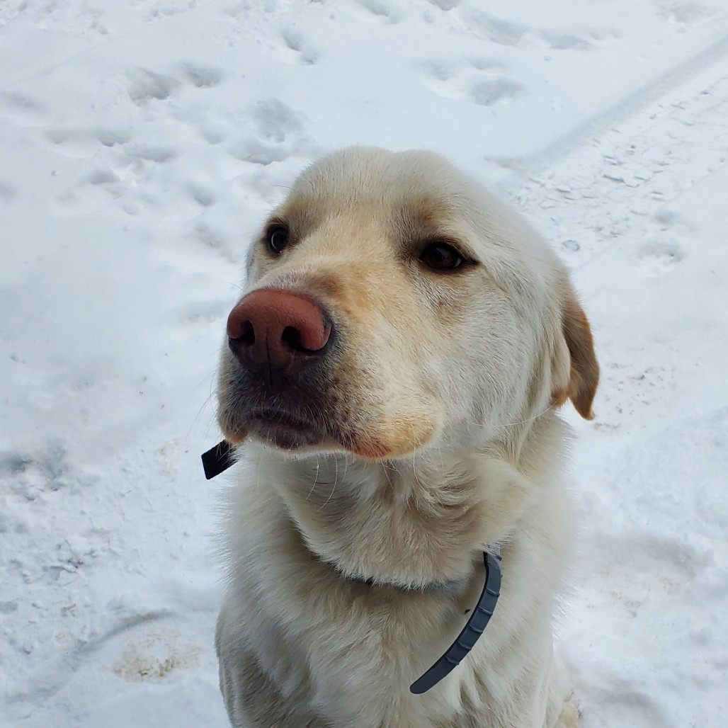 Odin