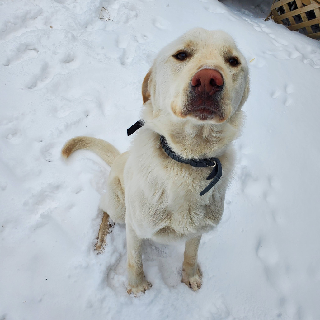 Odin