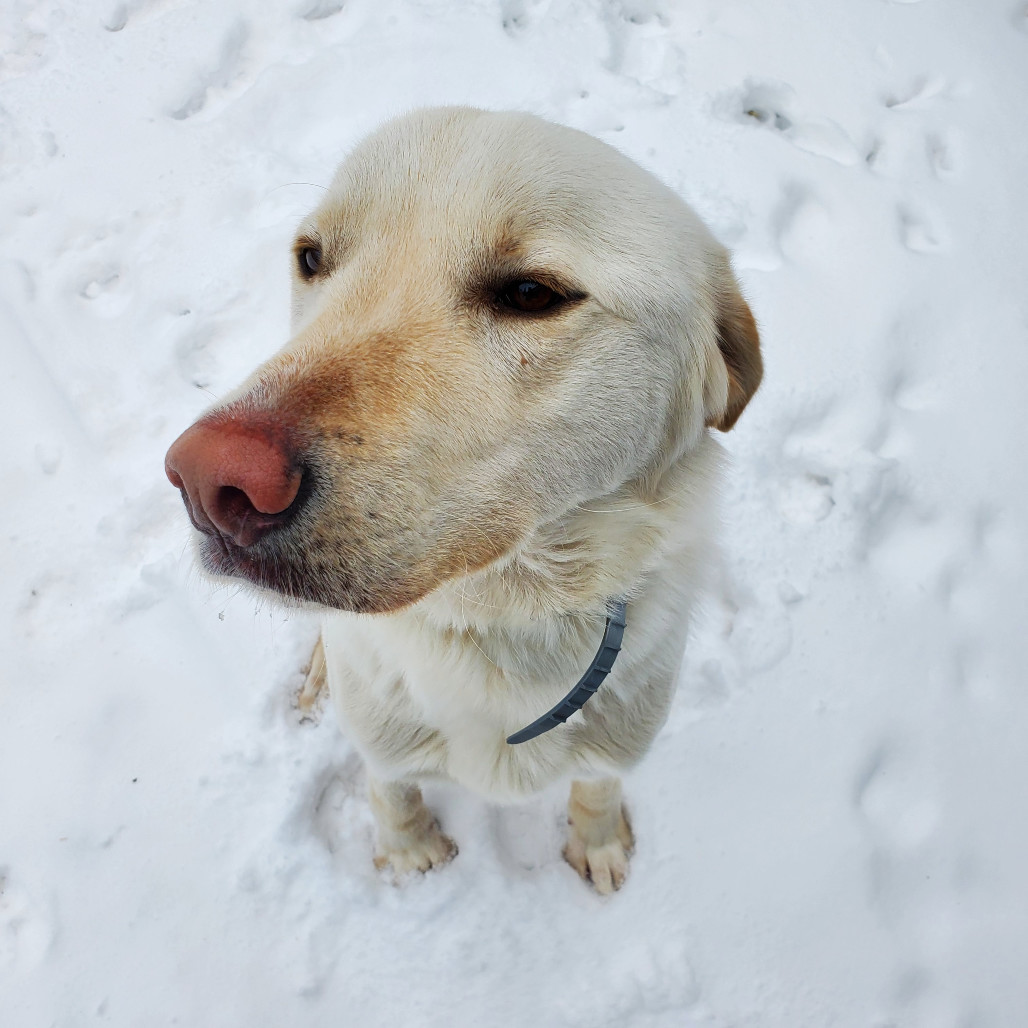 Odin