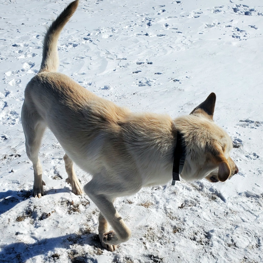 Odin