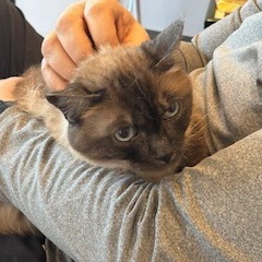 Pixie