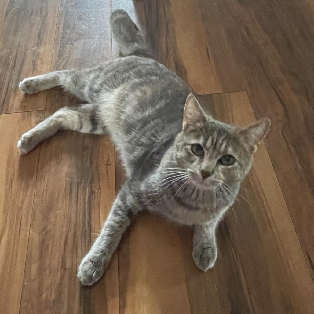 Sasha, an adoptable Domestic Short Hair in Jacksonville, OR, 97530 | Photo Image 2