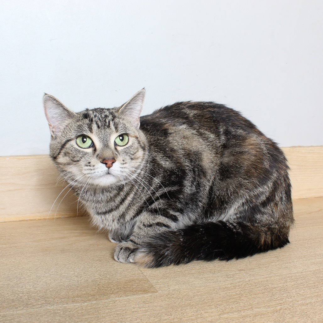 Nayla C63873