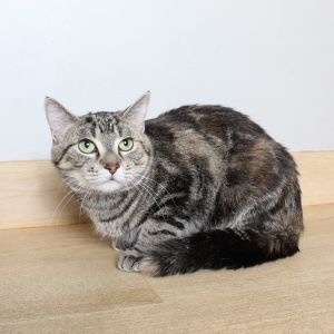 Nayla C63873, Adult Female American Shorthair