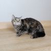 Nayla C63873 photo 2