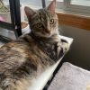 Nayla C63873 photo 4