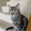 Nayla C63873 photo 5