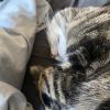 Nayla C63873 photo 6