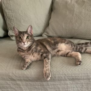 Pigeon Domestic Short Hair Cat