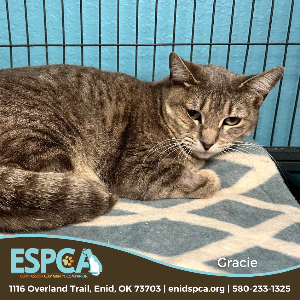 Gracie, an adoptable Domestic Short Hair in Enid, OK, 73703 | Photo Image 1