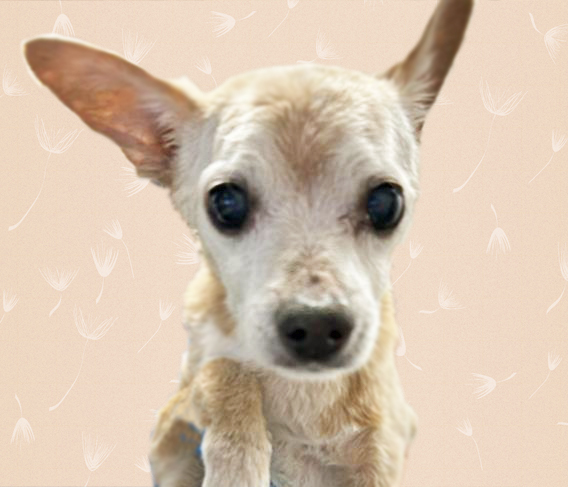 PEQUENA 1