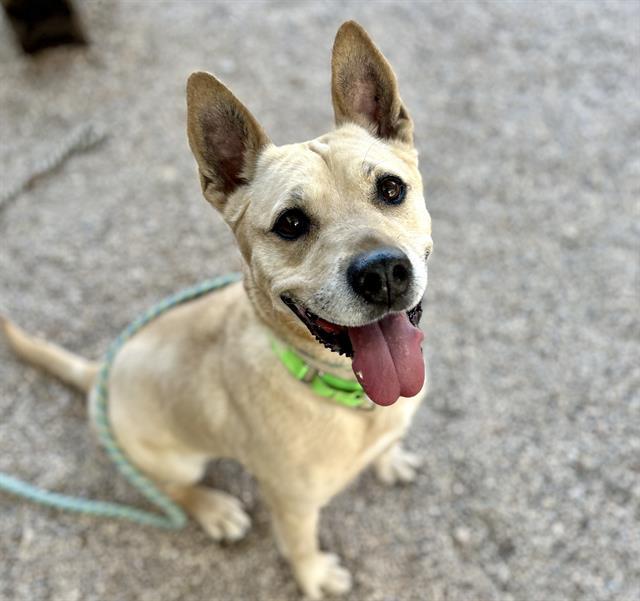 FERNIE*, an adoptable Carolina Dog, Basenji in Tucson, AZ, 85745 | Photo Image 1