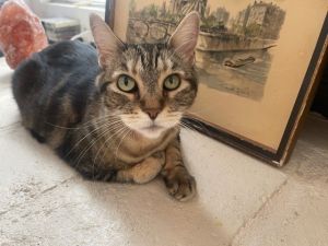 RIKI*, Adult Female Domestic Short Hair
