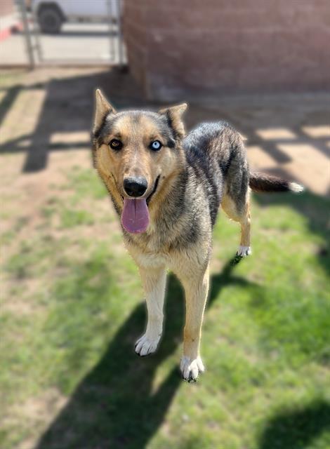 Dog, an adoptable German Shepherd Dog in Blythe, CA, 92225 | Photo Image 1