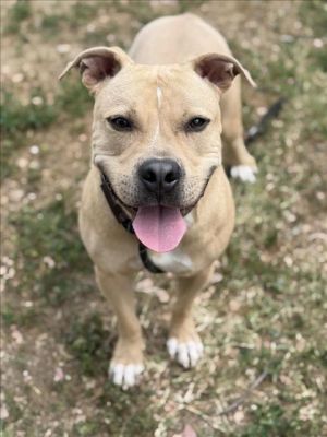 RANSOME Pit Bull Terrier Dog