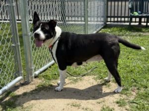 BECKY Pit Bull Terrier Dog