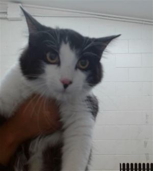 PIE, Young Female Domestic Short Hair