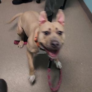 Hundora - Home to Home, Adult Female unknown