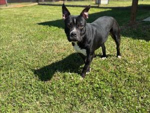 This animal was rescued by Animal Services Date animal was rescued 102924 Date animal was brough