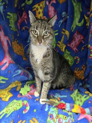 This animal was rescued by Animal Services Date animal was rescued 031225 Date animal was brough