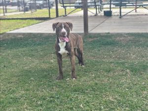 This animal was surrendered to the shelter by its previous owner Zumo has been neutered and microch