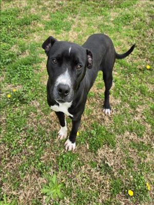 This animal was rescued by A Citizen Date animal was rescued 013125 Date animal was brought to t