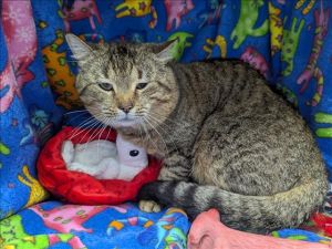 This animal was rescued by Animal Services Date animal was rescued 21725 Date animal was brought