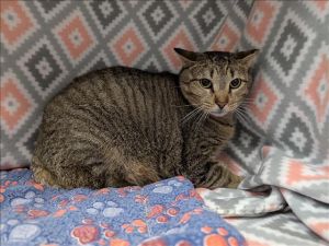 This animal was rescued by A Citizen Date animal was rescued 012425 Date animal was brought to t