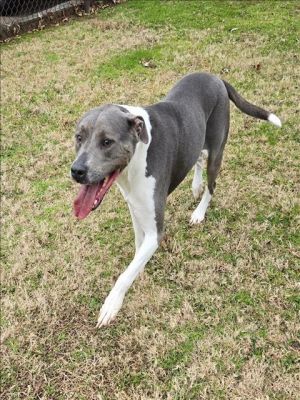 This animal was surrendered to the shelter by its previous owner Rosie is microchipped Her DA2PP v