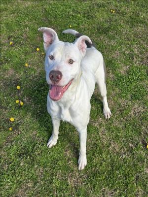 HAVEN Pit Bull Terrier Dog