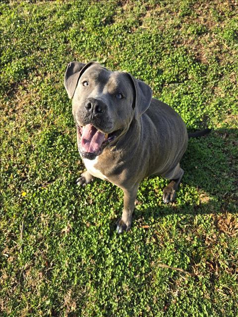 ROXIE