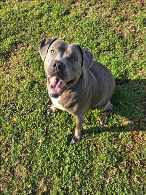 This animal was surrendered to the shelter by its previous owner Roxie is spayed Her DA2PP vaccina