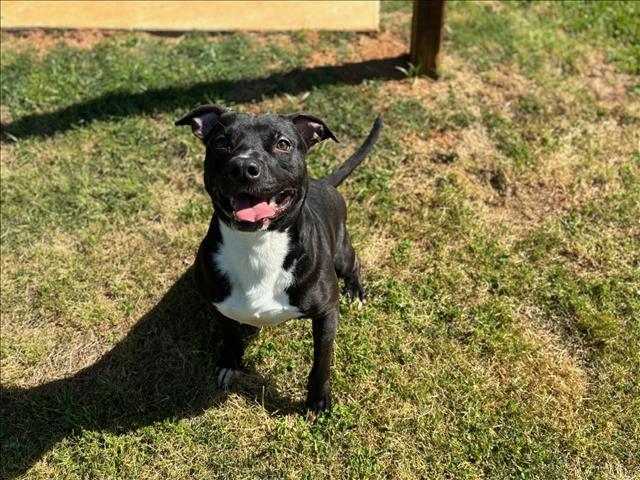 DOMINO