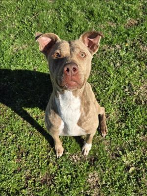 PAISLEY Pit Bull Terrier Dog