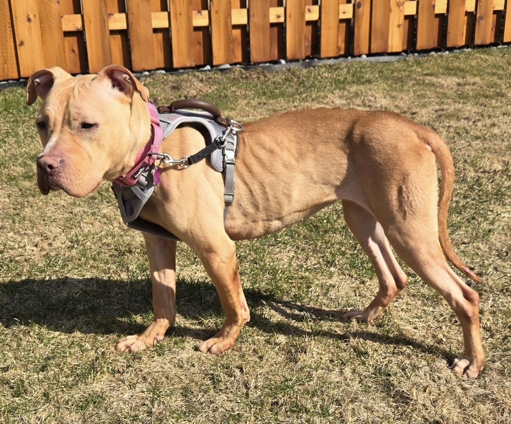 Sienna