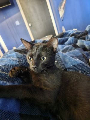 Samoa, Young Female Domestic Short Hair