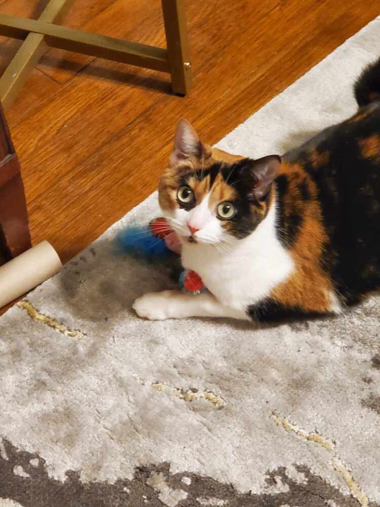 Jolene