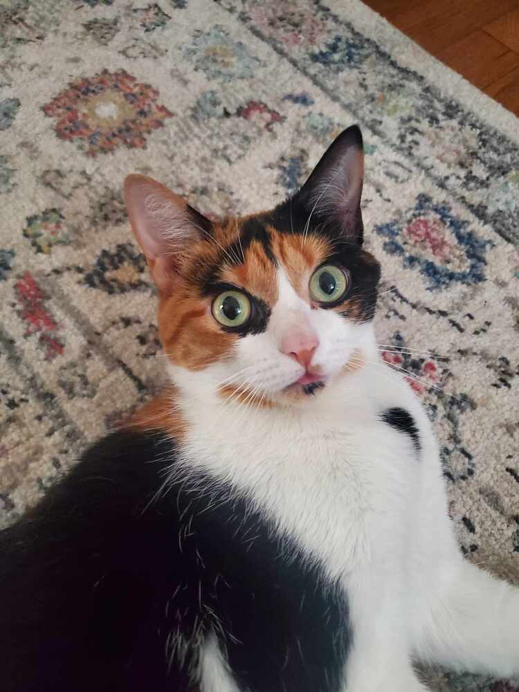 Jolene