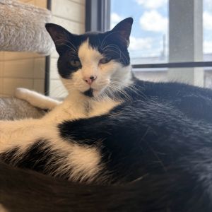 Comet Domestic Short Hair Cat
