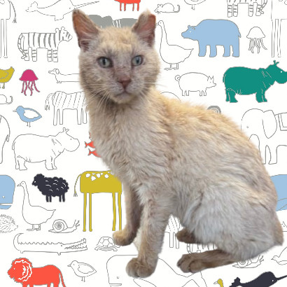 Elijah, an adoptable Domestic Short Hair in Tuscaloosa, AL, 35401 | Photo Image 1