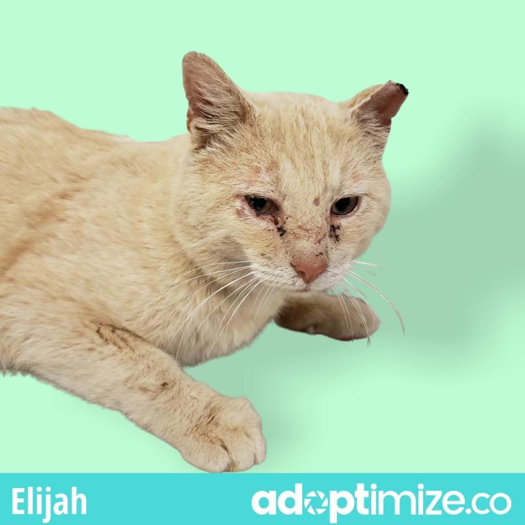Elijah, an adoptable Domestic Short Hair in Tuscaloosa, AL, 35401 | Photo Image 2