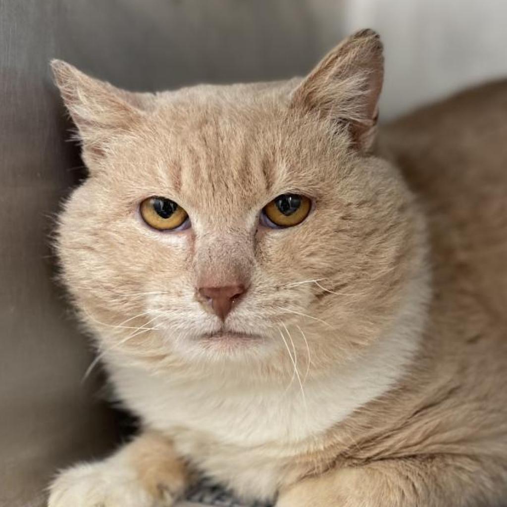 Elijah, an adoptable Domestic Short Hair in Tuscaloosa, AL, 35401 | Photo Image 3